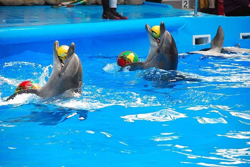 Dolphin Show, Phuket Zoo